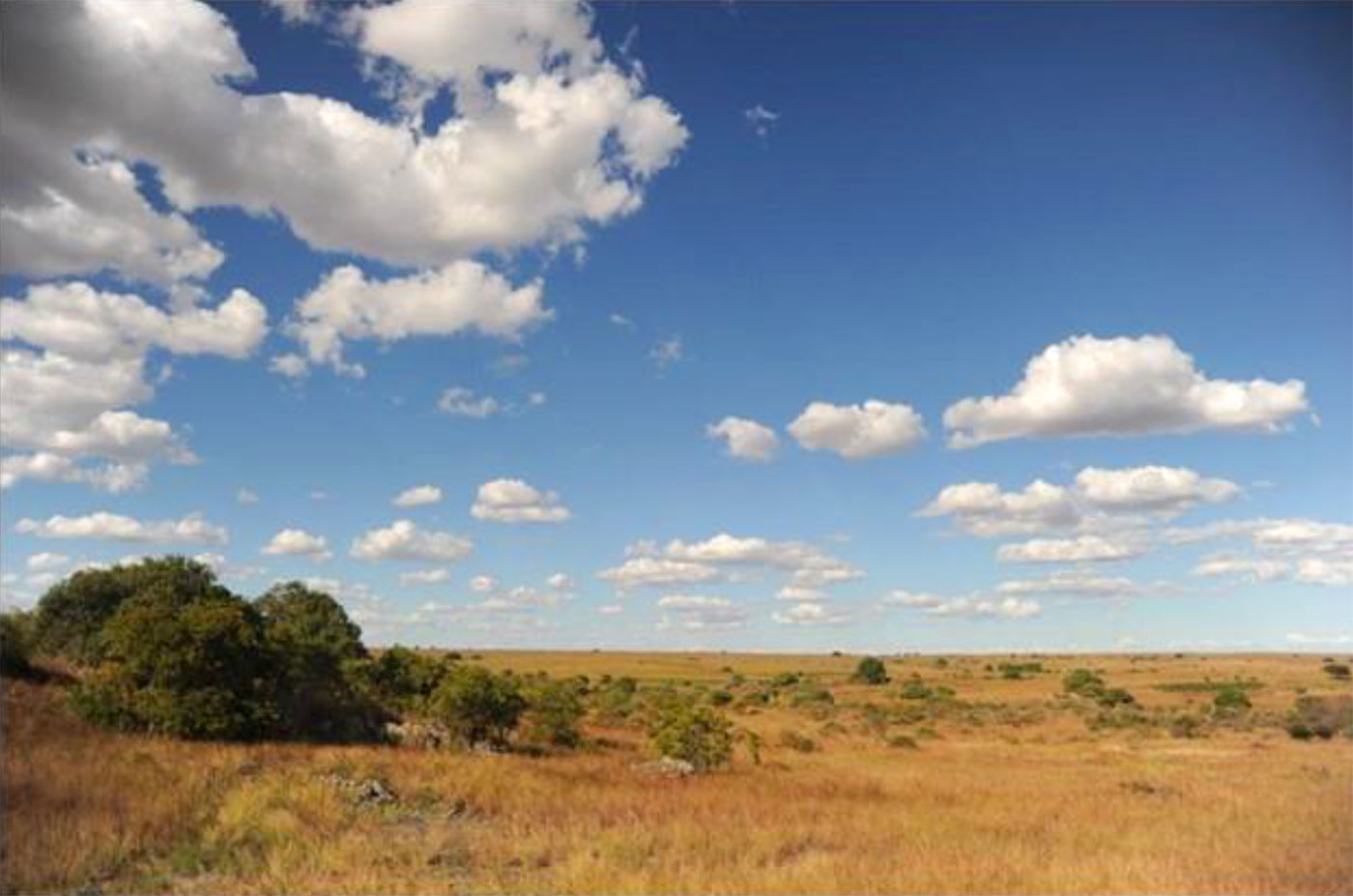 View of the Molo Project Area showing the Nature of the Vegetation